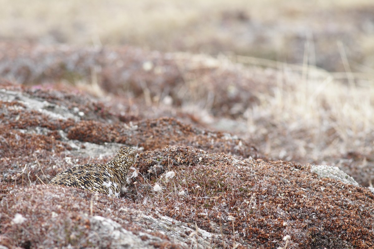 Rock Ptarmigan - ML31693281