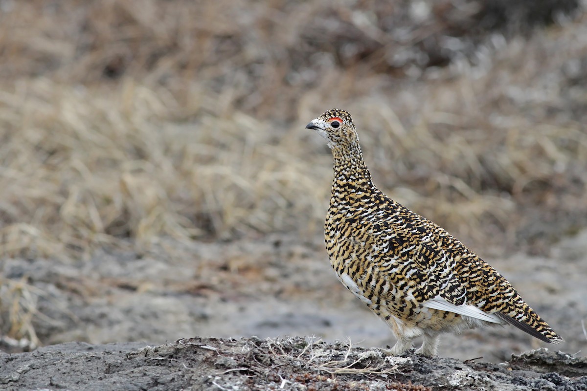 Rock Ptarmigan - Ian Davies