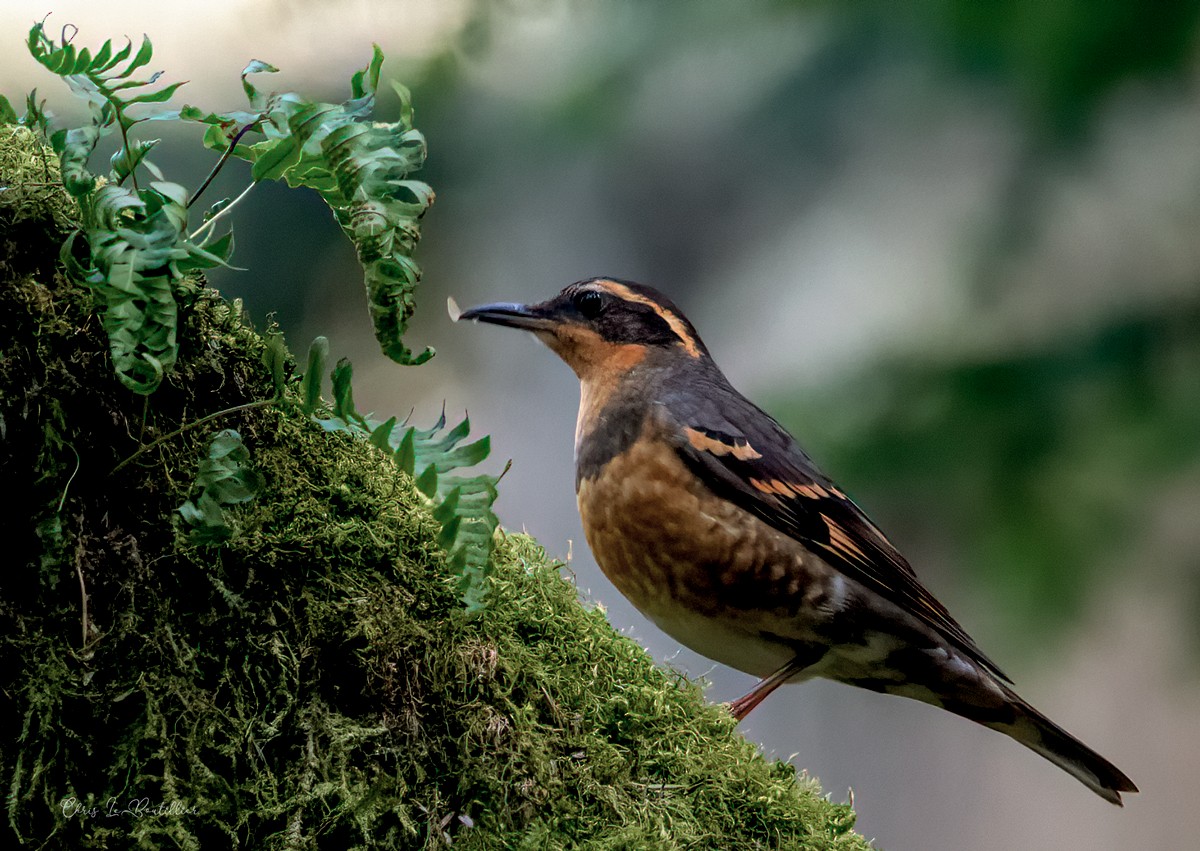 Varied Thrush - Chris LeBoutillier