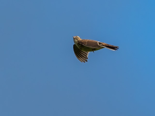 Eurasian Skylark - John Tebbet