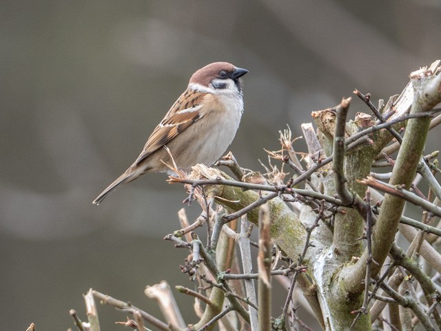 Eurasian Tree Sparrow - John Tebbet