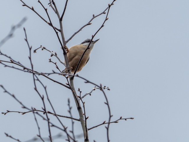 Eurasian Nuthatch - ML316934221