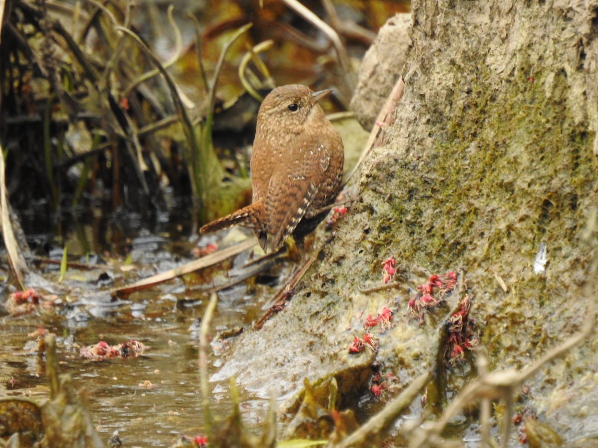 Winter Wren - ML316934571