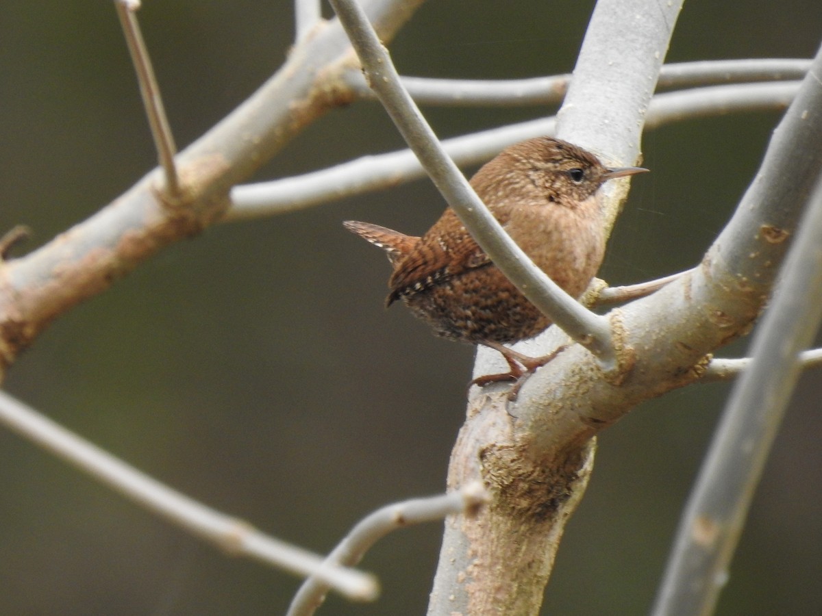 Winter Wren - ML316934581