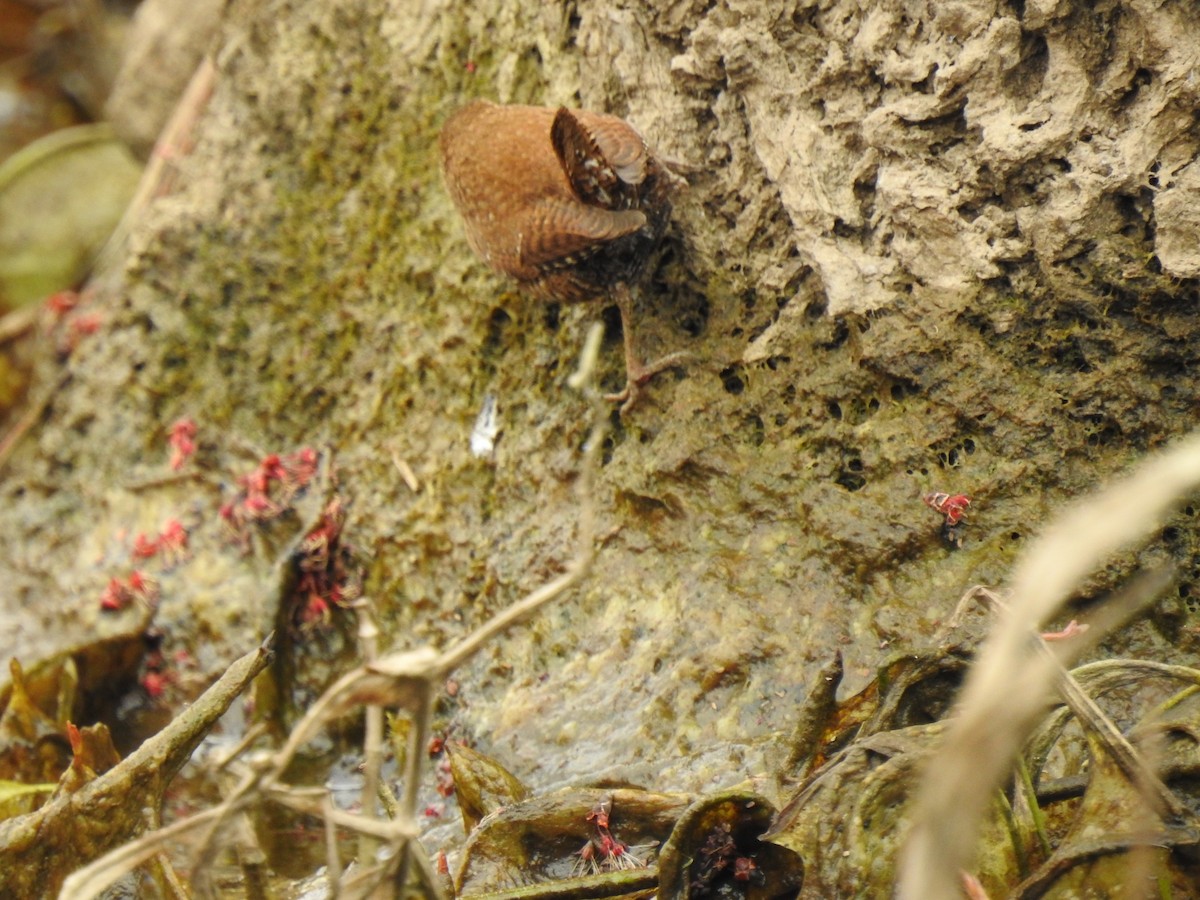 Winter Wren - ML316934591