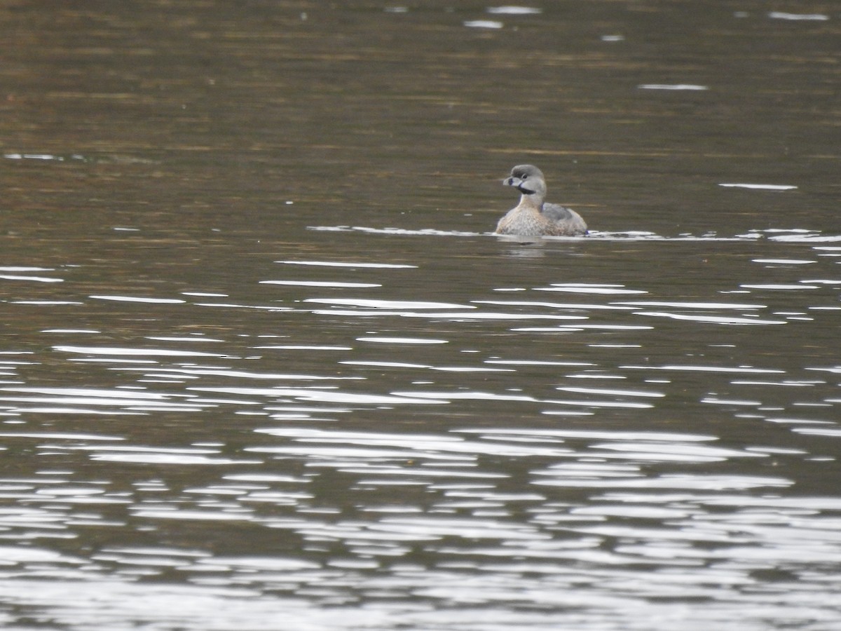 Pied-billed Grebe - ML316934901