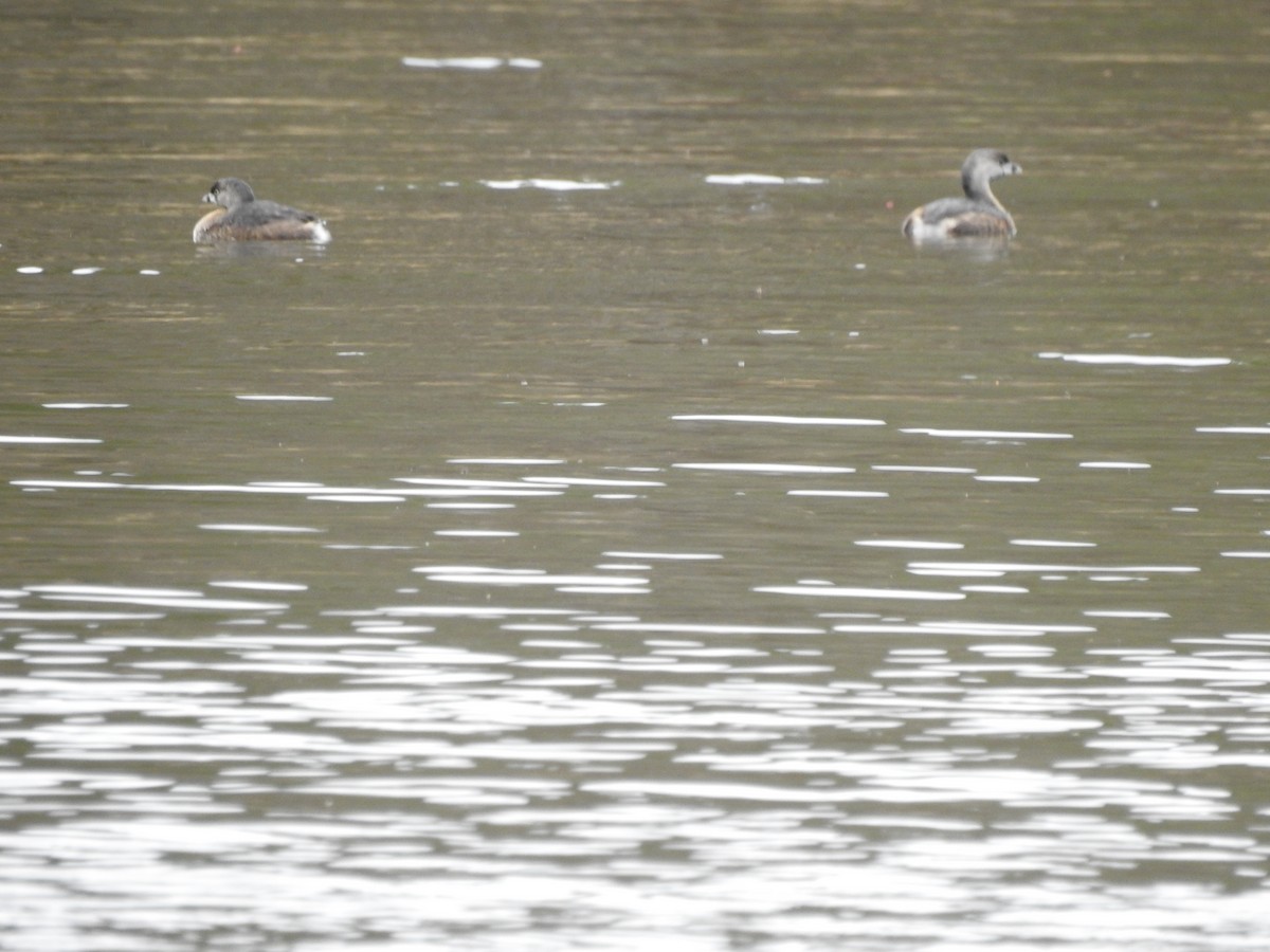 Pied-billed Grebe - ML316934911