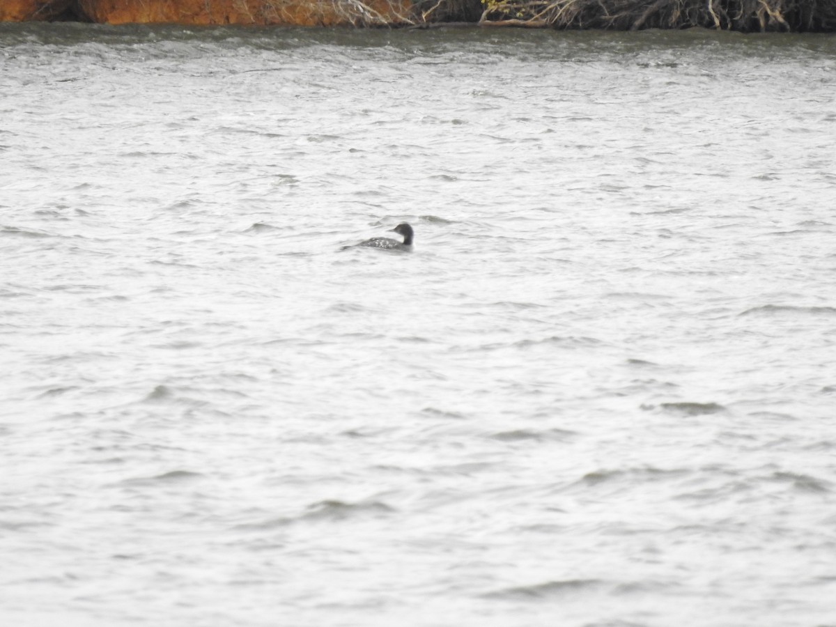 Common Loon - ML316935021