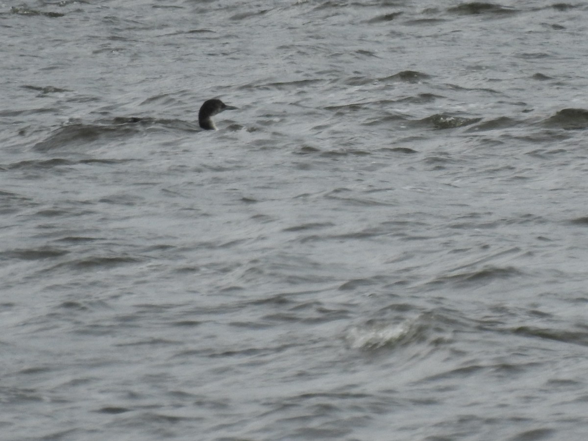 Common Loon - ML316935041
