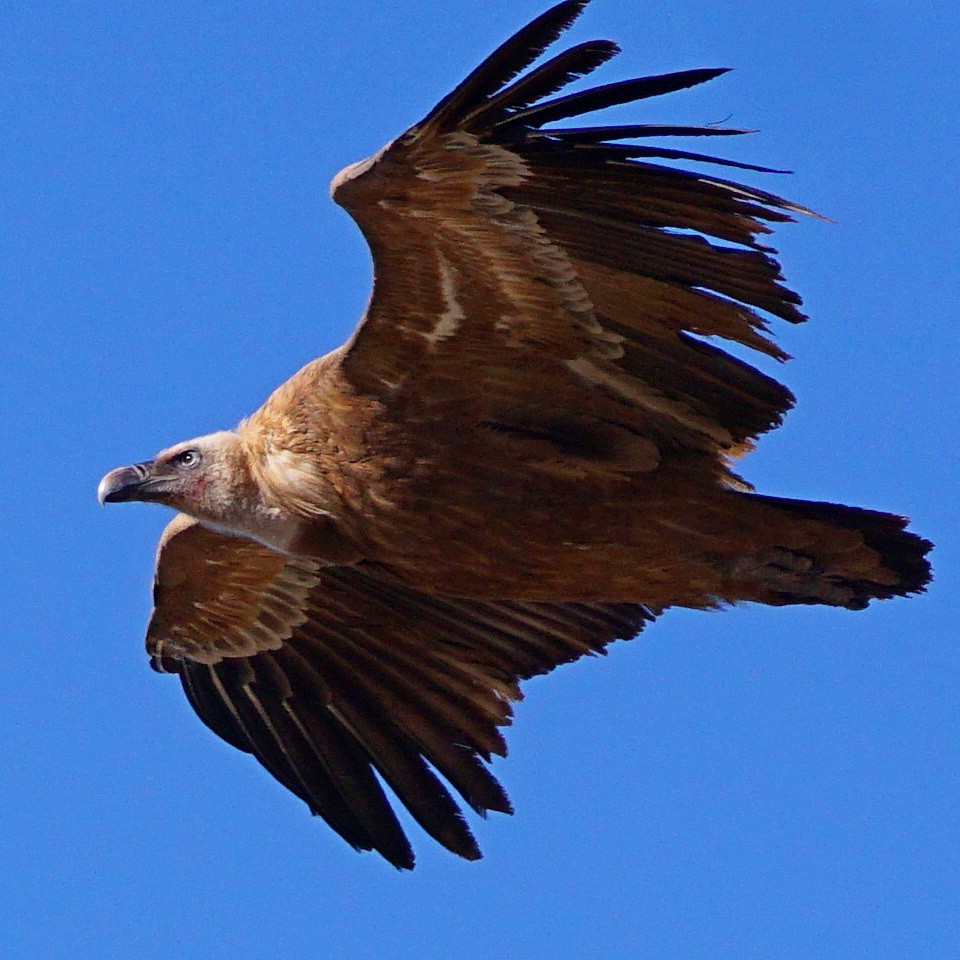 Eurasian Griffon - jose emilio lafuente muñoz