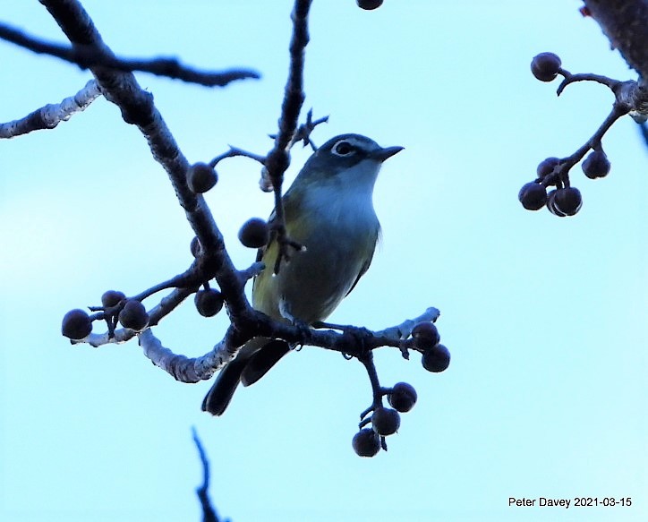 Blue-headed Vireo - Peter Davey