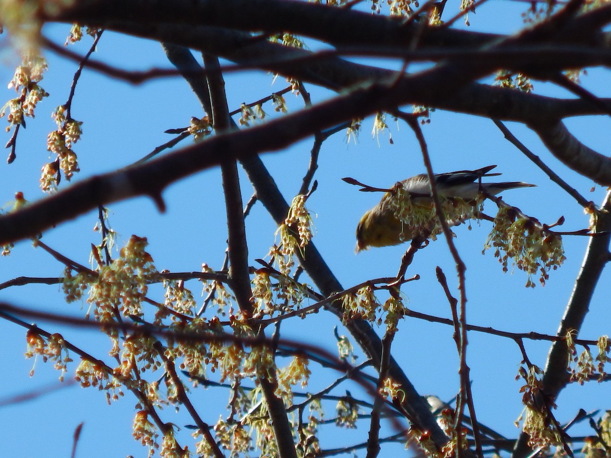 American Goldfinch - ML316936171