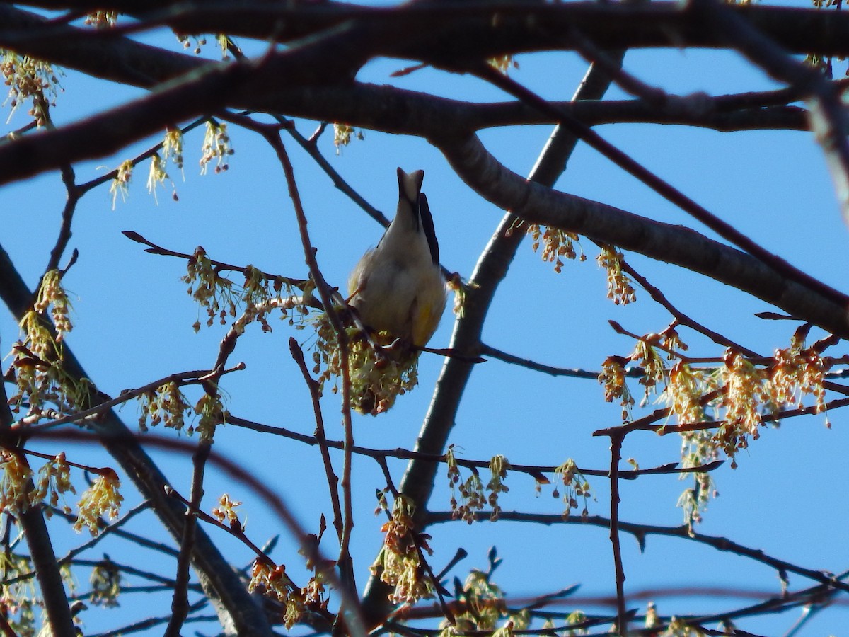 American Goldfinch - ML316936201