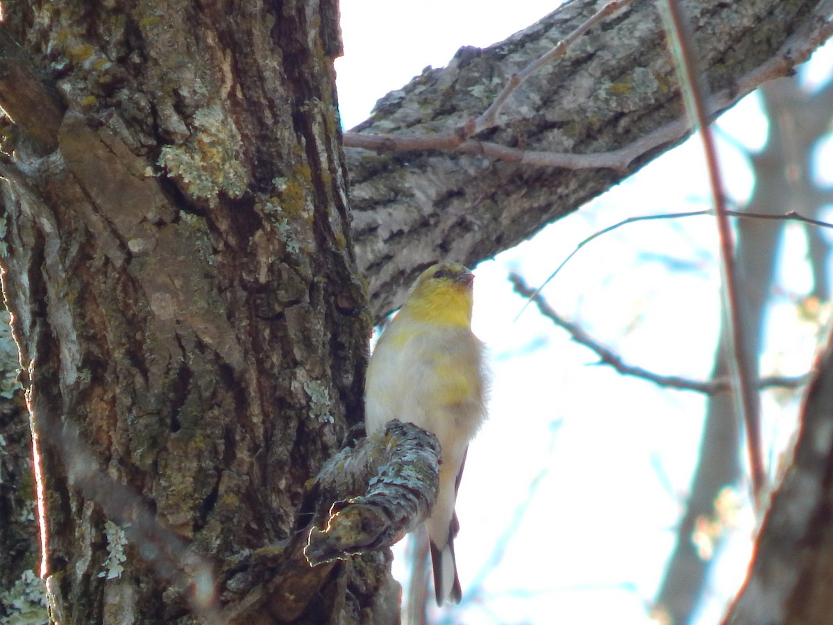 American Goldfinch - ML316936241