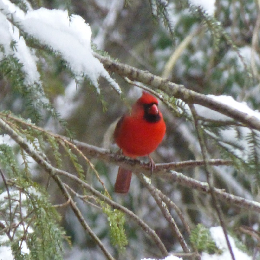 Northern Cardinal - Brigette Walters