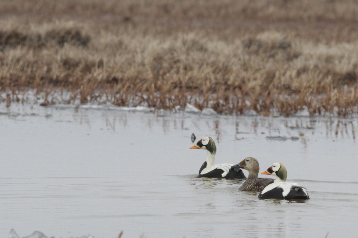 Spectacled Eider - Ian Davies
