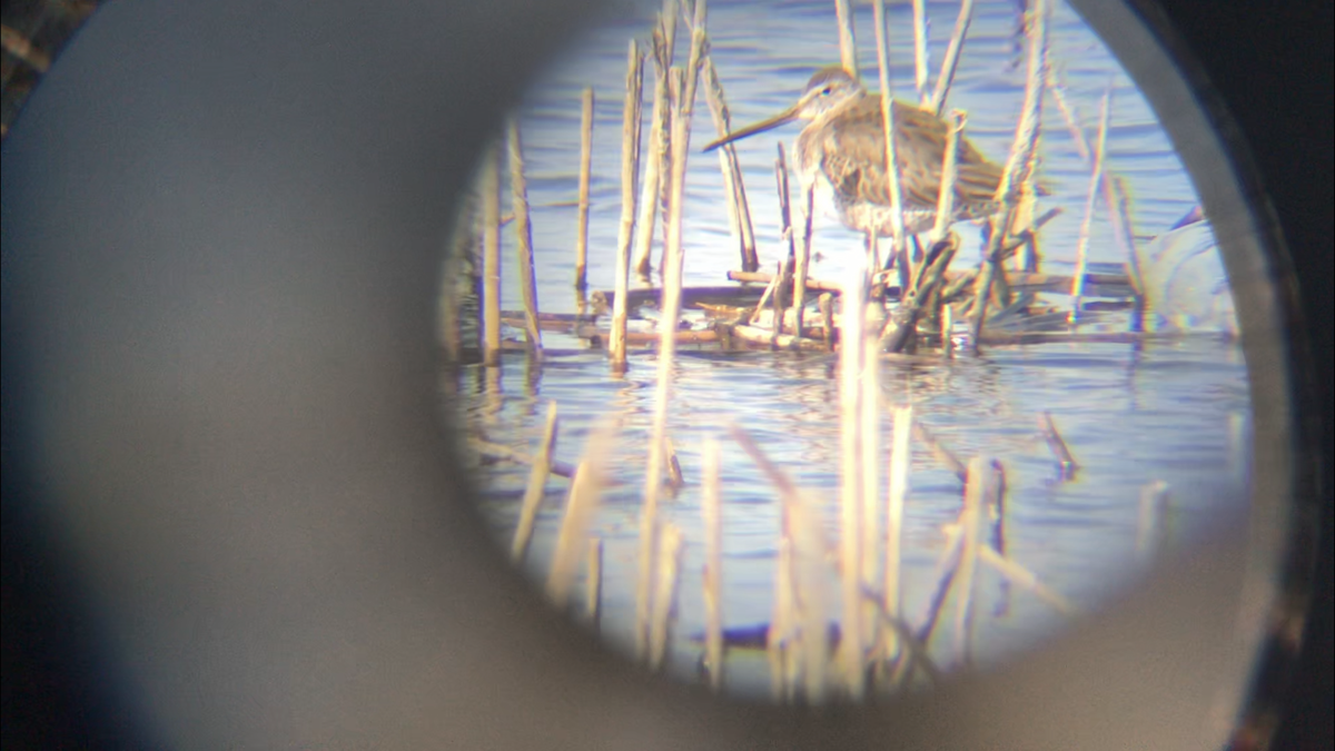 Long-billed Dowitcher - ML316939871