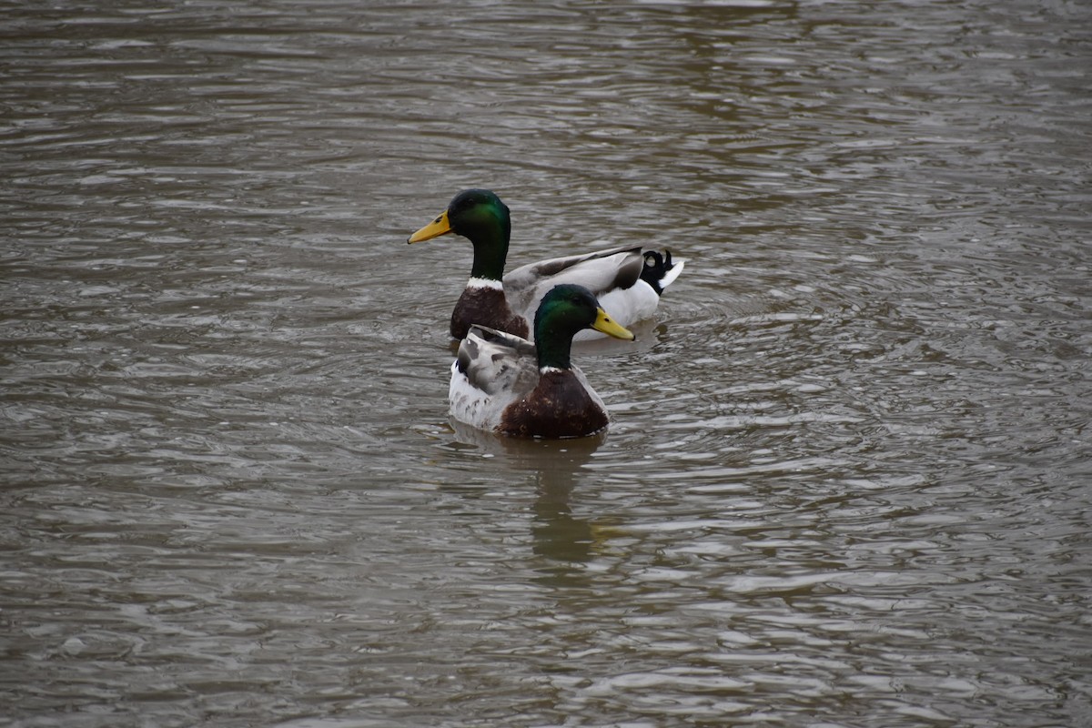 Mallard - Varick Cowell