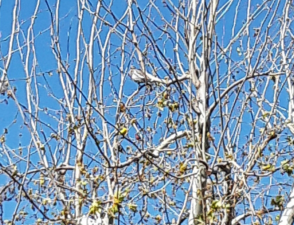 White-winged Dove - ML316943031