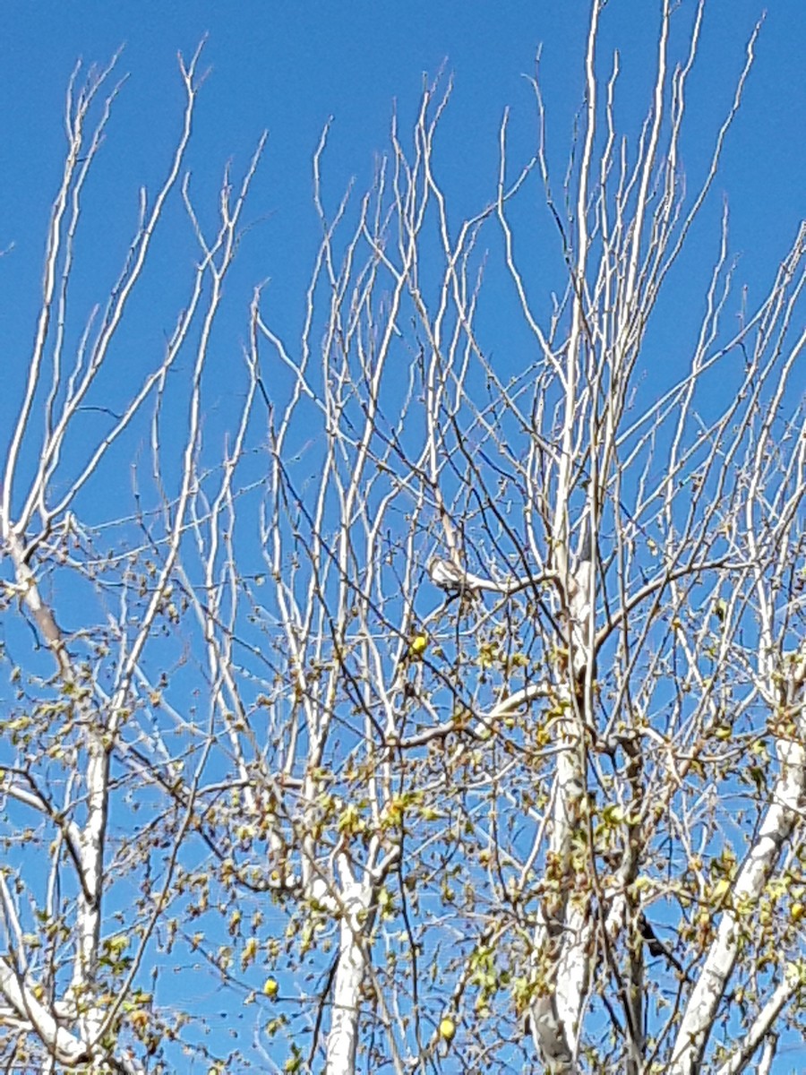 White-winged Dove - ML316943041