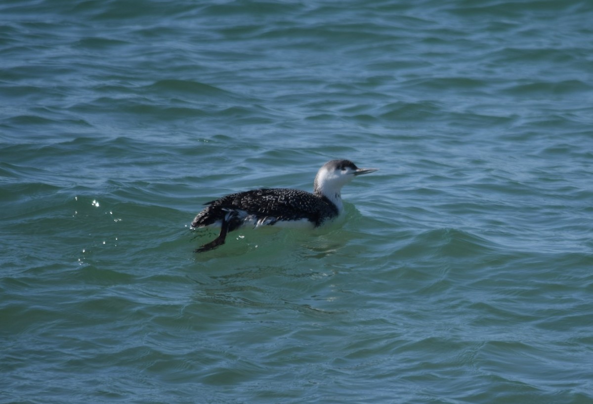 Red-throated Loon - ML316943181