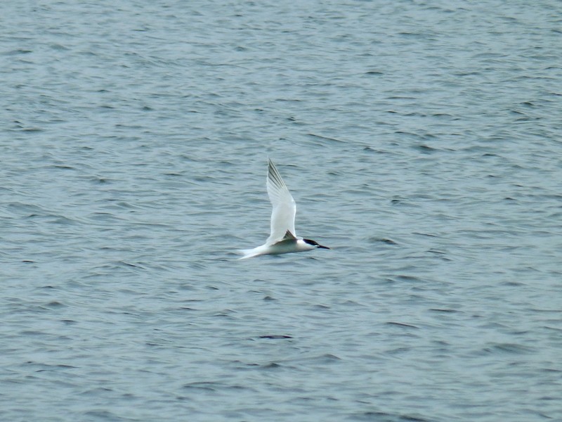 Sandwich Tern - Lancy Cheng