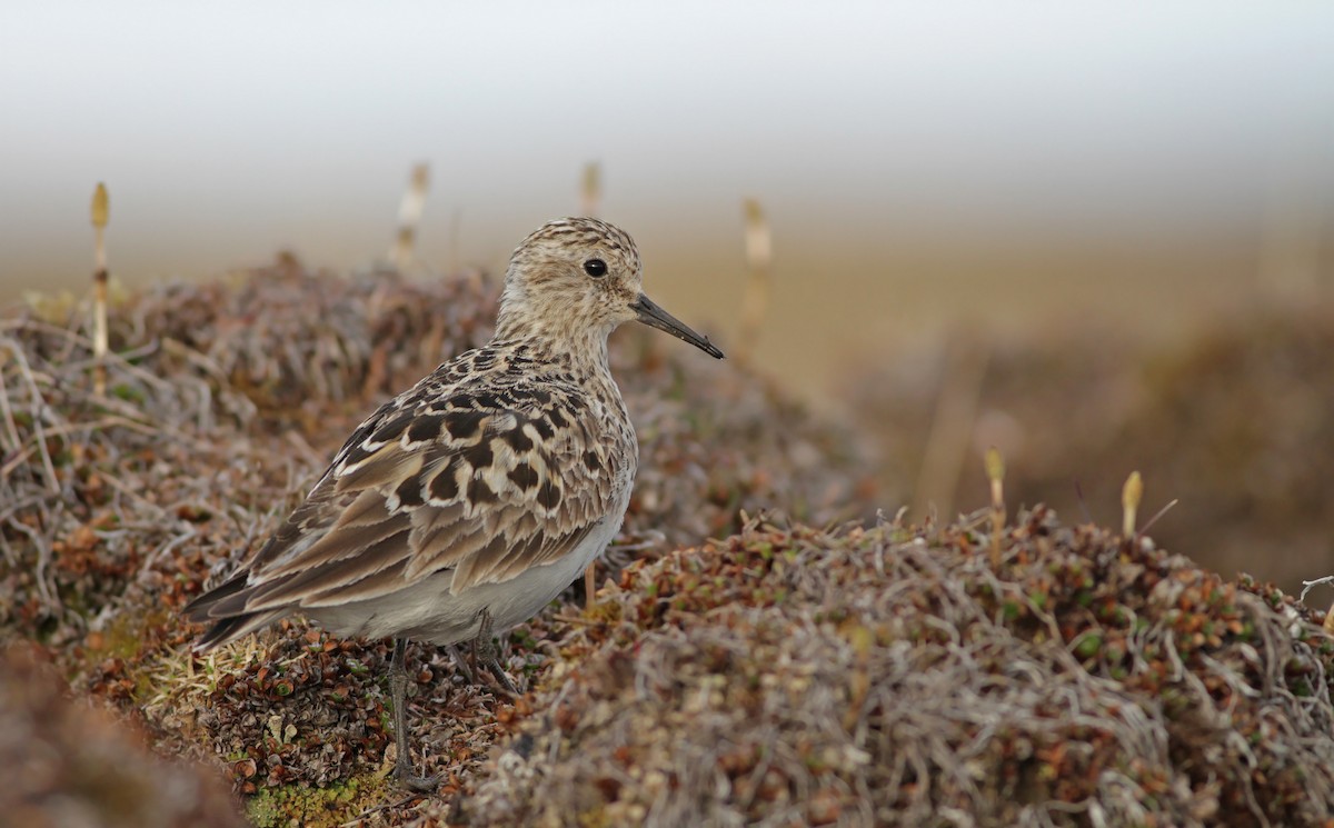 Baird's Sandpiper - Ian Davies