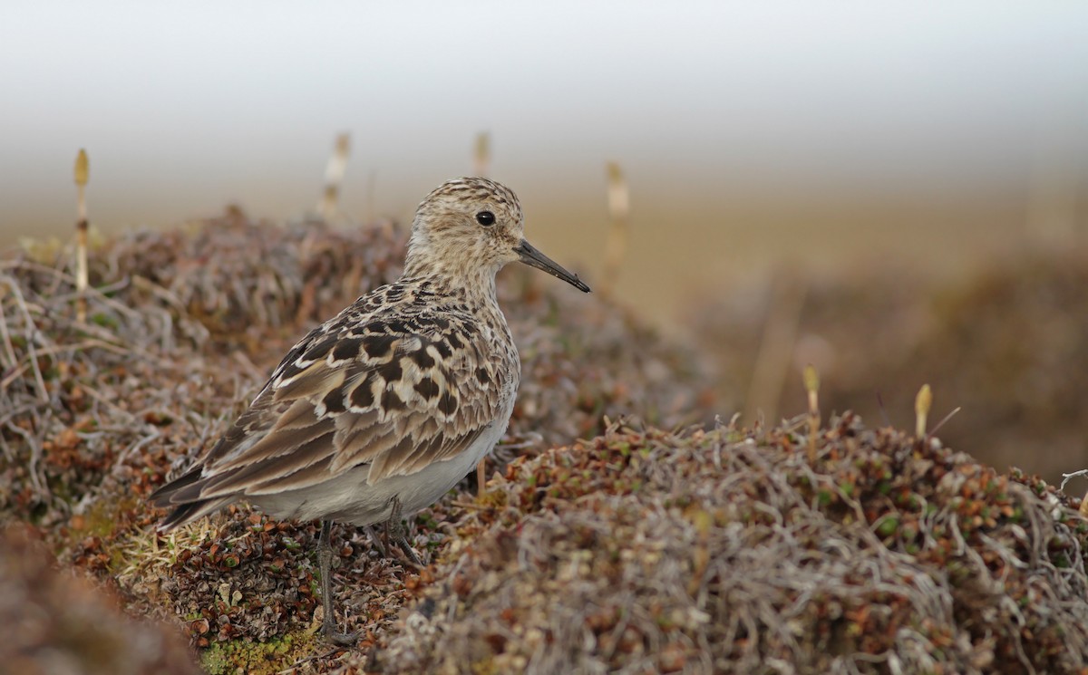 Baird's Sandpiper - ML31694381