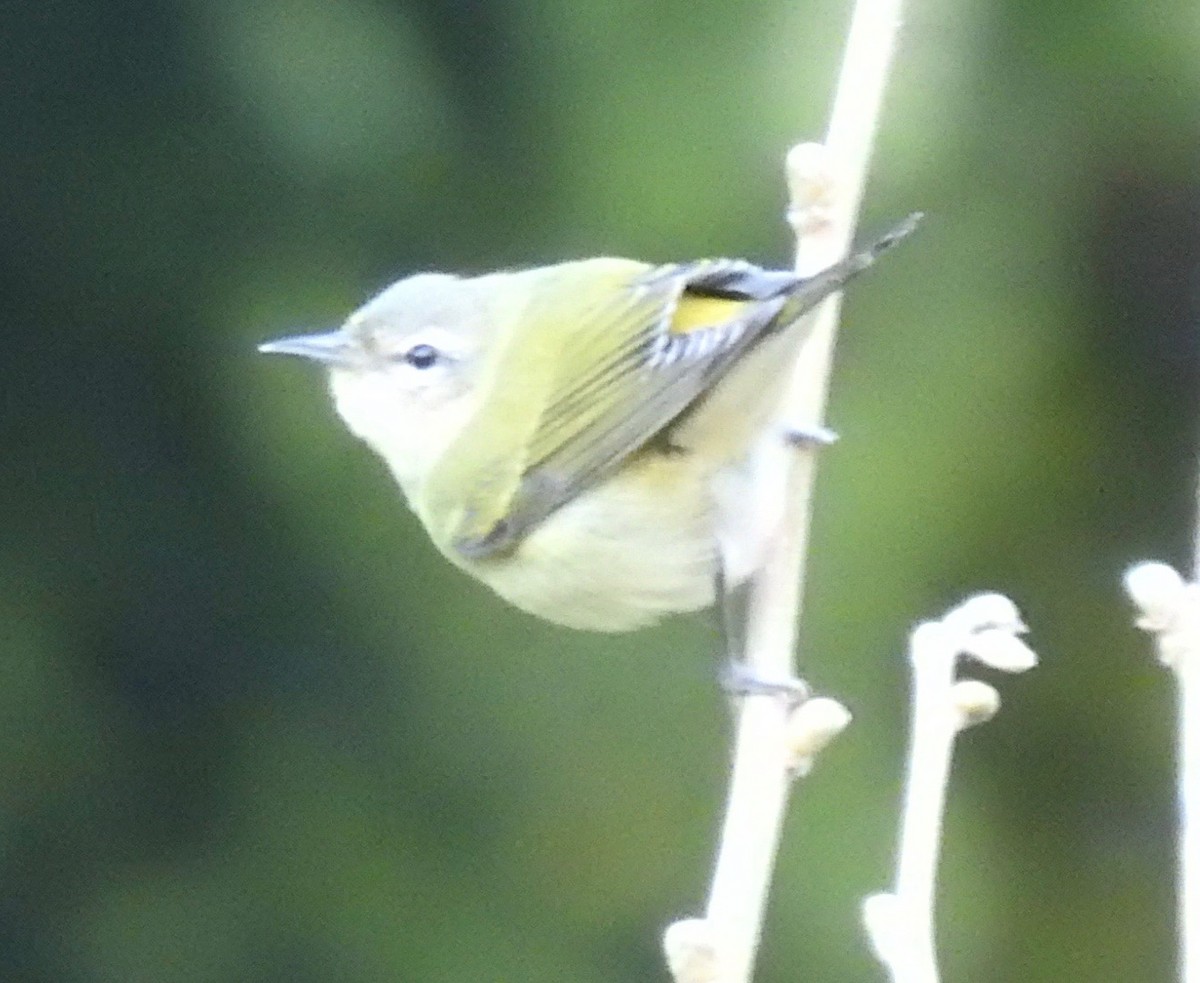 Tennessee Warbler - ML316944501