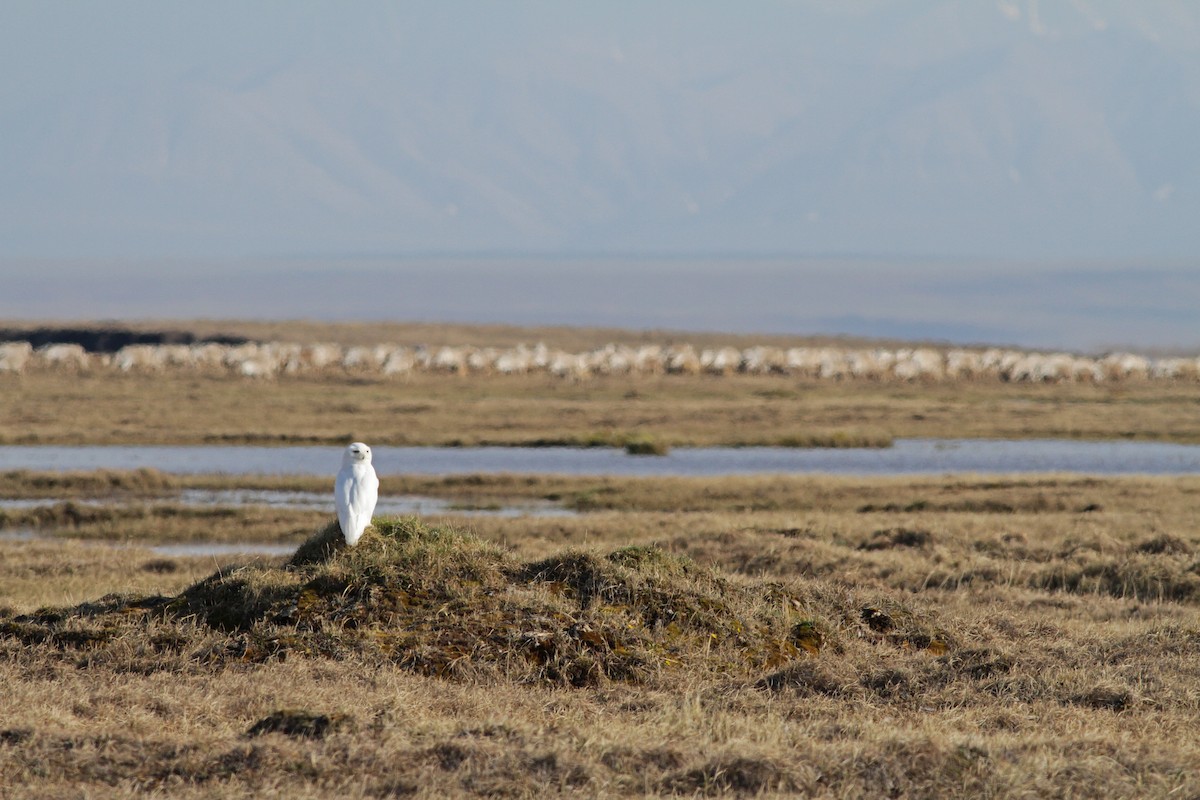 Snowy Owl - ML31694461