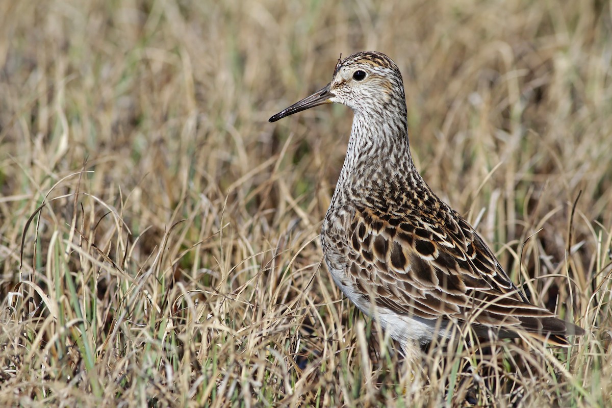 Pectoral Sandpiper - Ian Davies