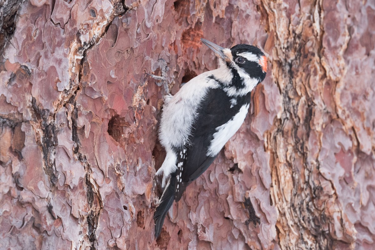 Hairy Woodpecker - ML316945281