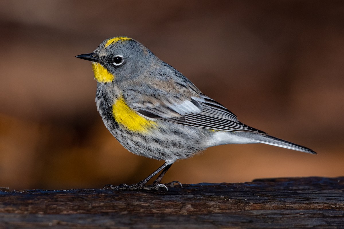 Yellow-rumped Warbler - ML316946791