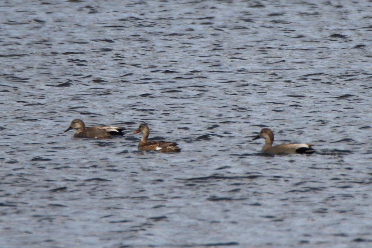 Canard chipeau - ML316947801