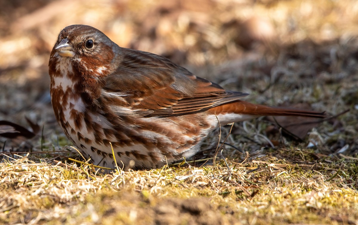 Fox Sparrow - ML316948231