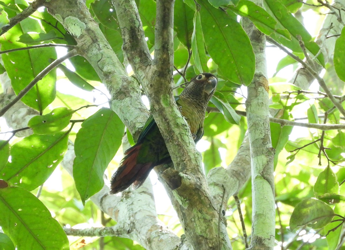 pyrura hnědohlavý - ML316949091