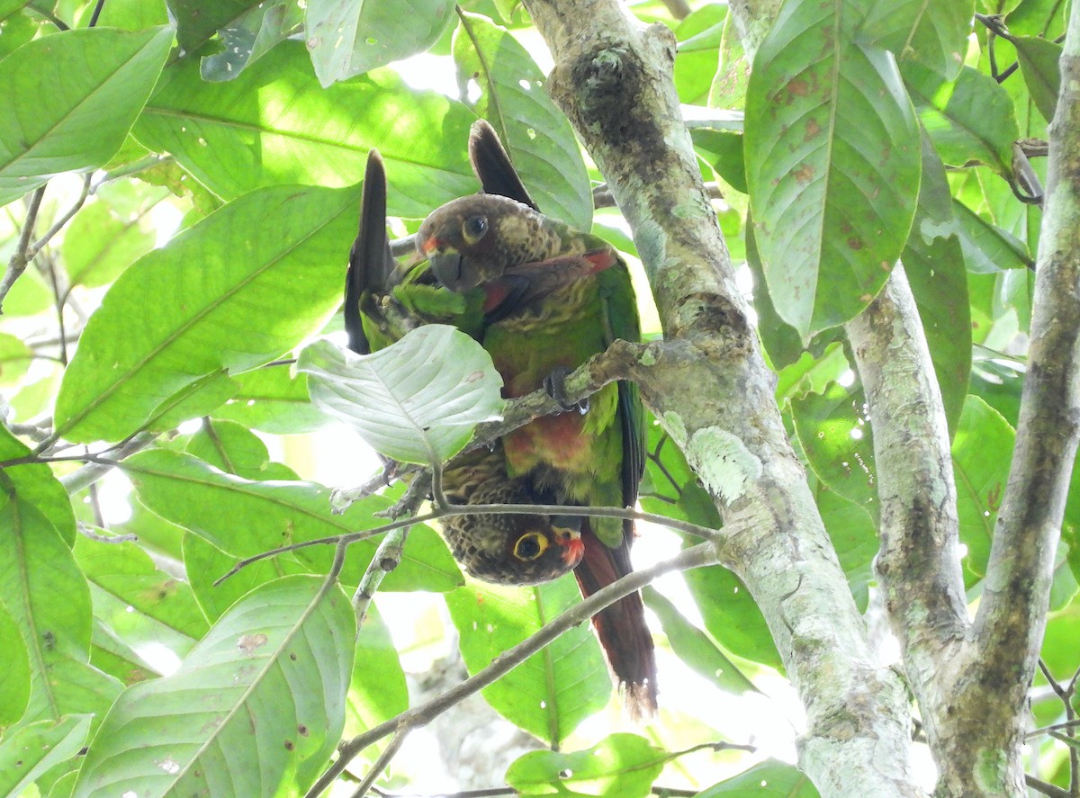 pyrura hnědohlavý - ML316949301