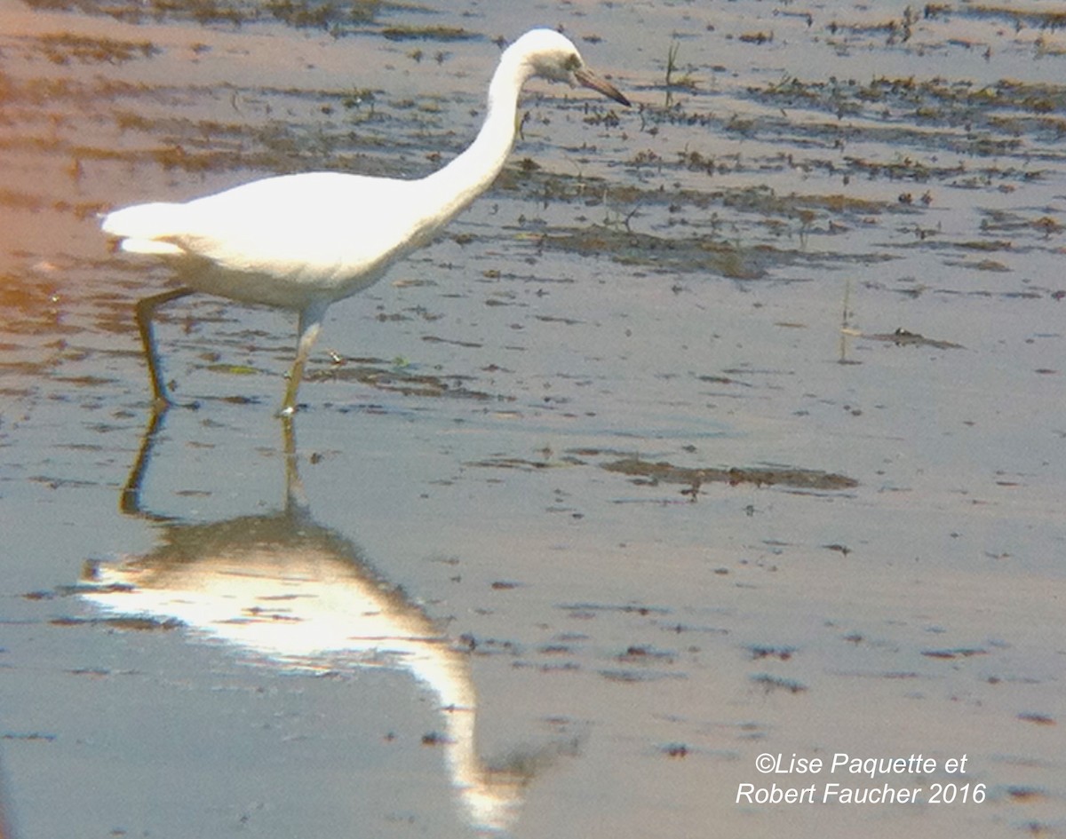 Little Blue Heron - Lise Paquette  Robert Faucher