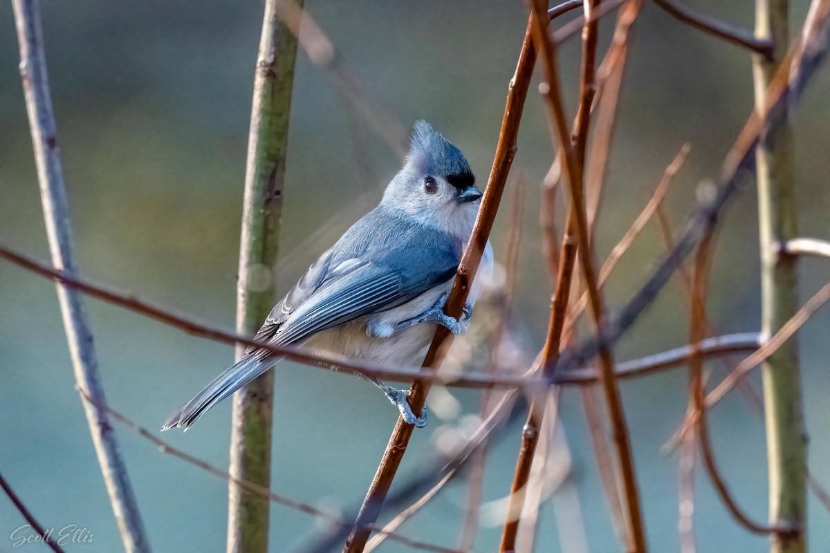 Tufted Titmouse - ML316950381