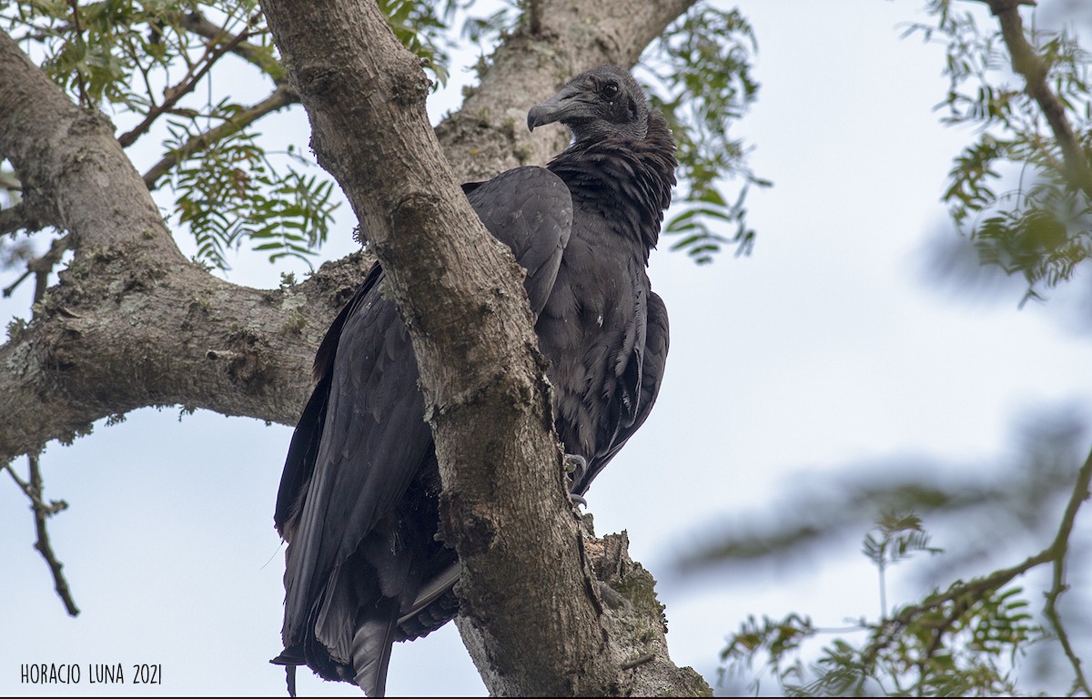 Black Vulture - ML316950511