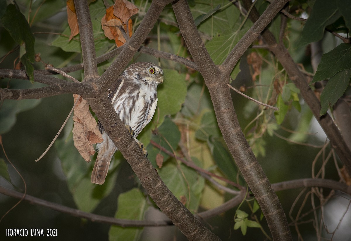 Ferruginous Pygmy-Owl - ML316950571