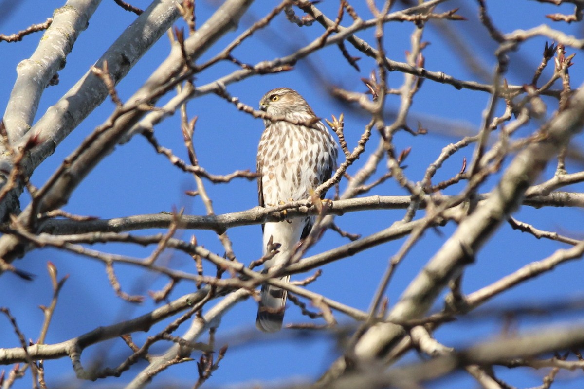 Sharp-shinned Hawk - ML316951381