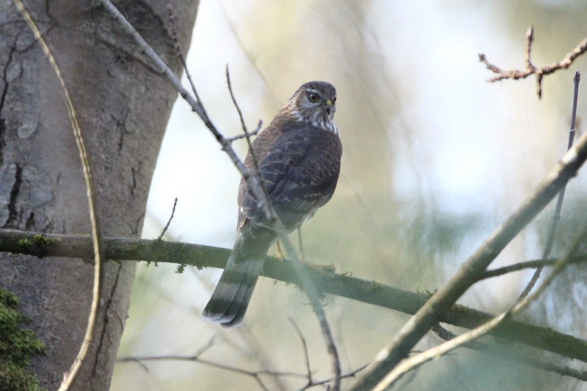 Sharp-shinned Hawk - ML316951411