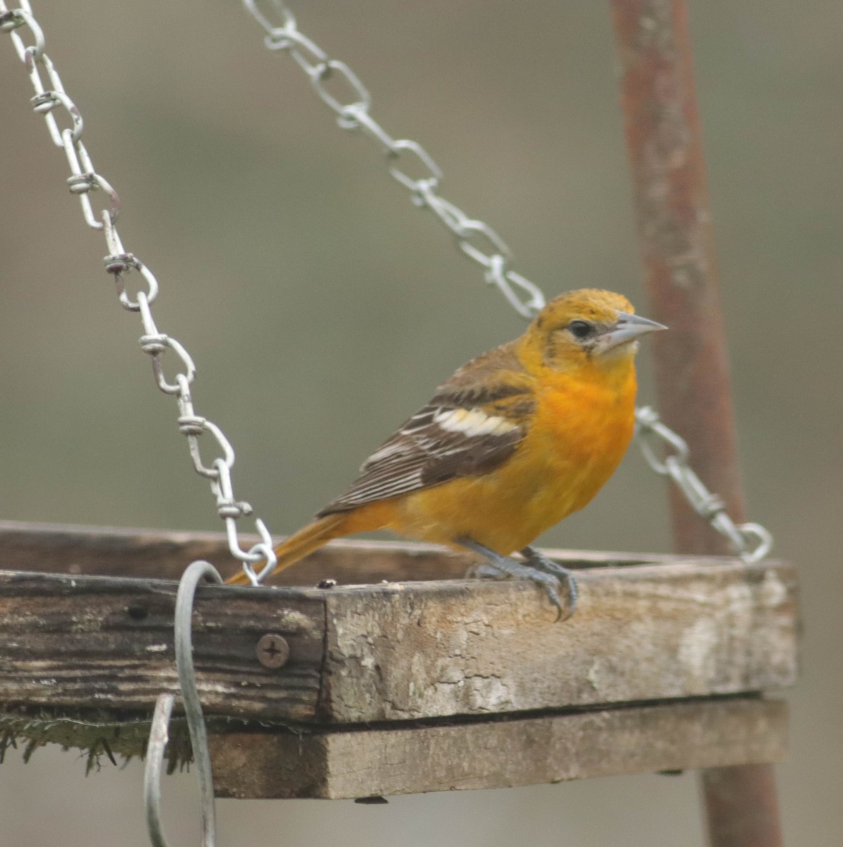 Baltimore Oriole - ML316954201