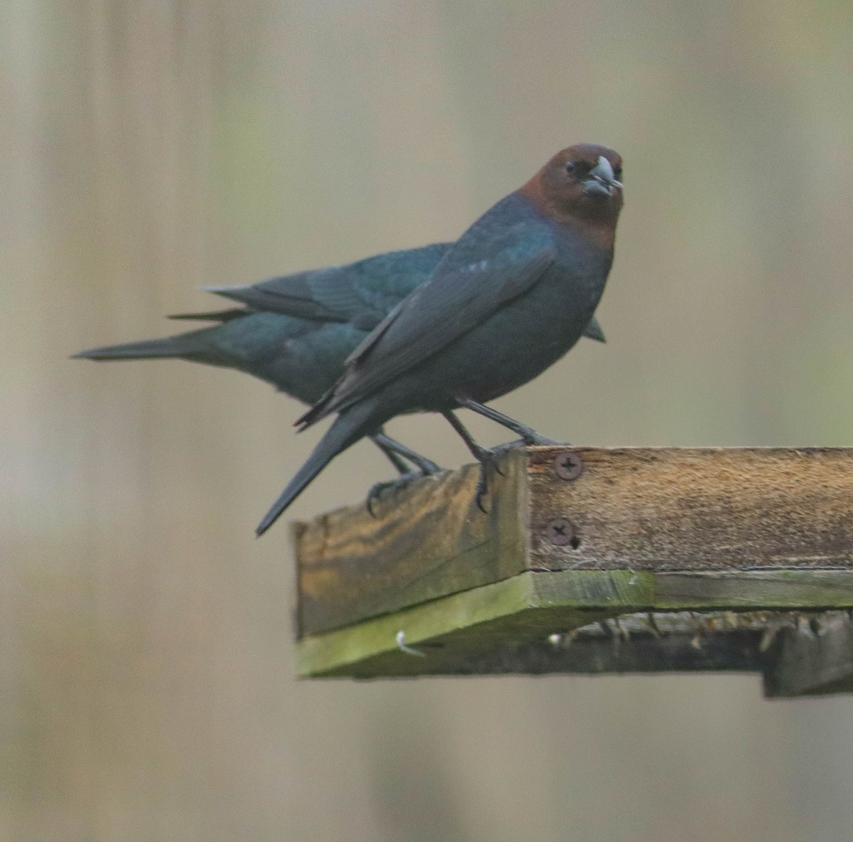 Brown-headed Cowbird - Colette Micallef