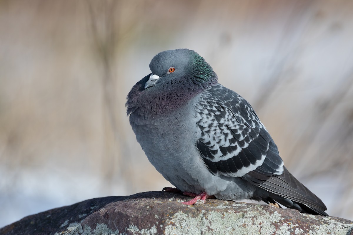 Rock Pigeon (Feral Pigeon) - ML316956701