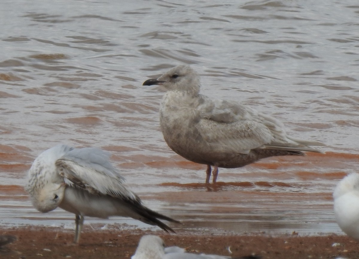 Iceland Gull (kumlieni/glaucoides) - Daniel Lane