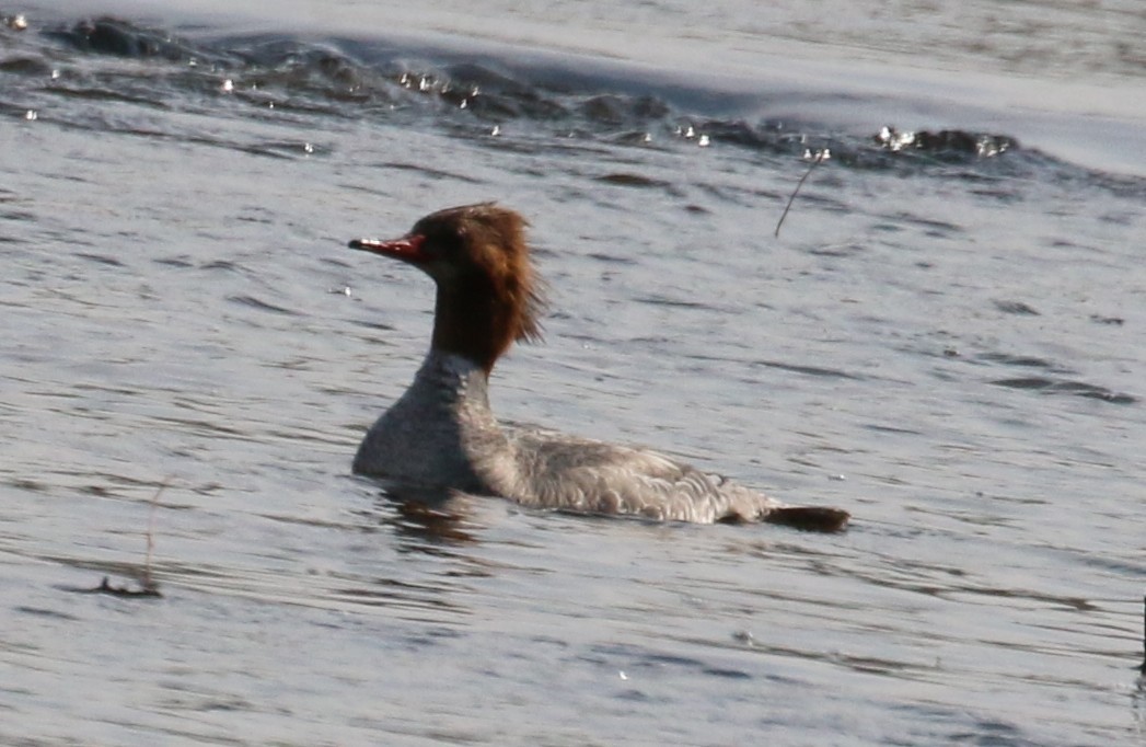 Common Merganser - Lindsey Mitchell