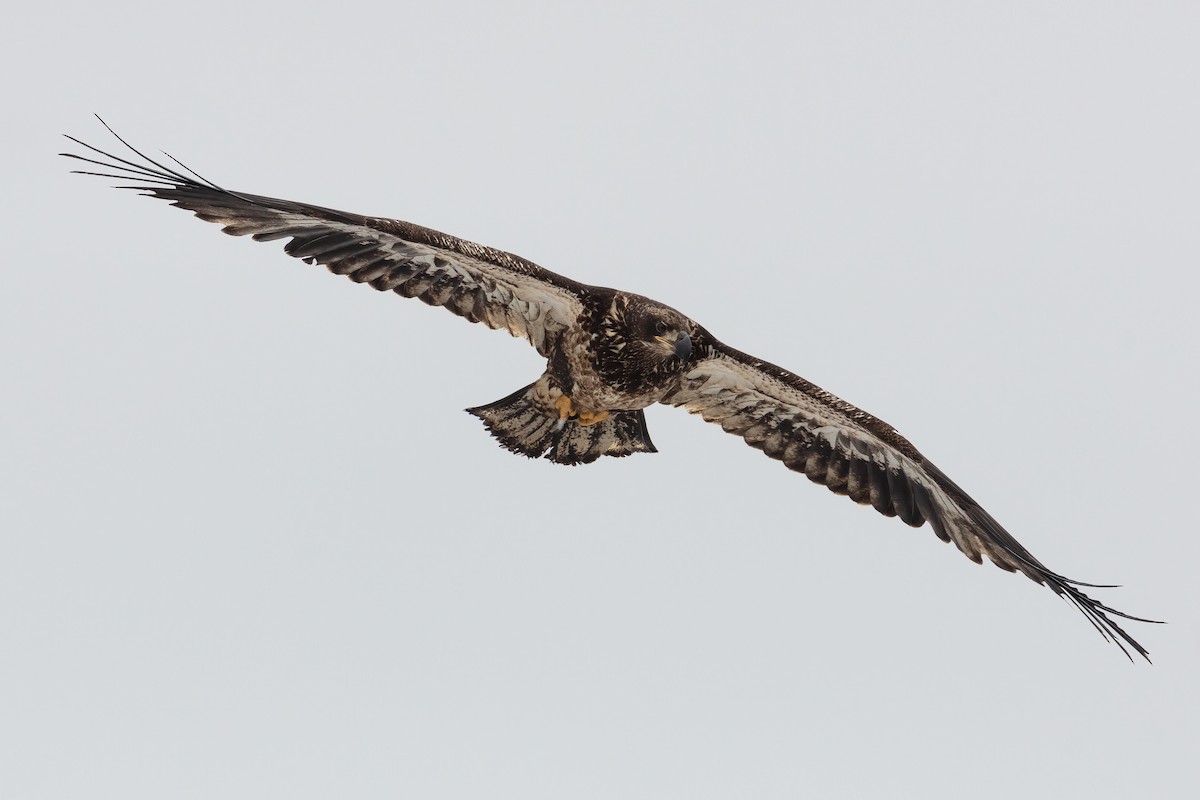 Bald Eagle - ML316957981