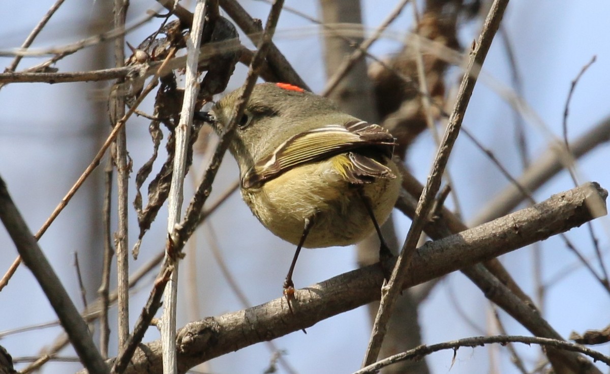 Ruby-crowned Kinglet - Lindsey Mitchell